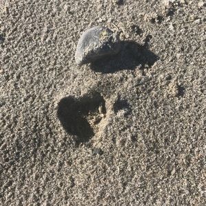 Meet your Posher, Laurie